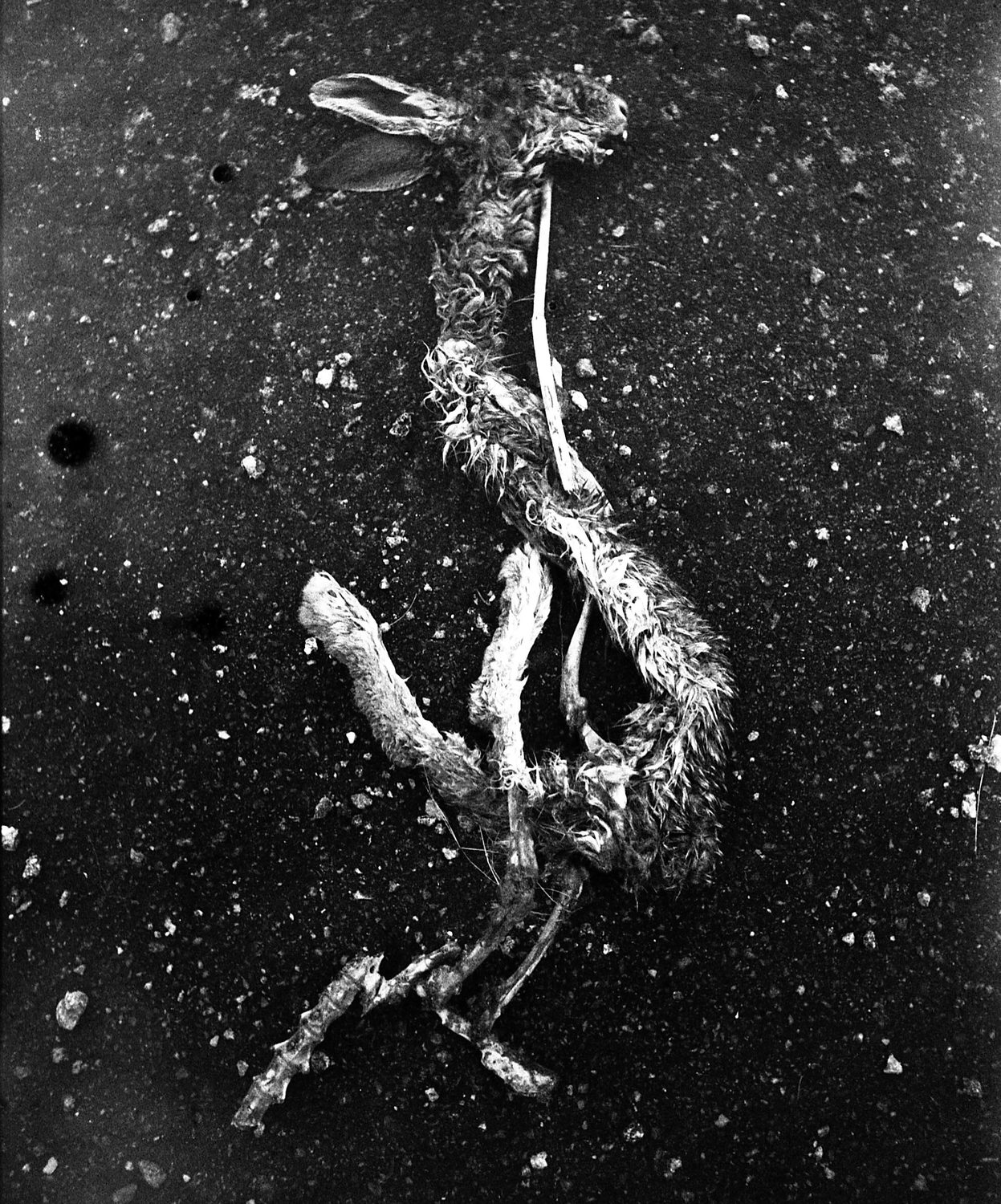 Chimera — creature in the night