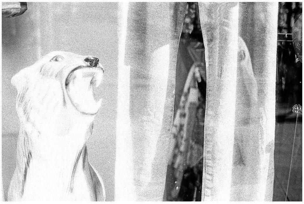 Polar bear statue behind a curtain