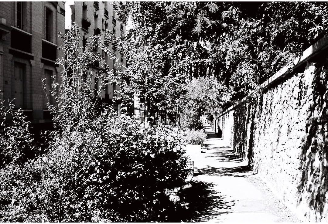 Overgrown wall and path